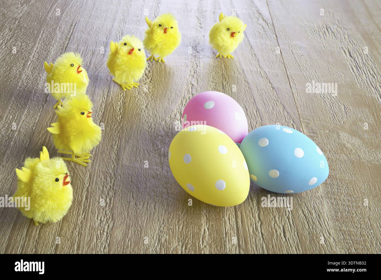 Multicolored easter eggs and chickens on wooden background Stock Photo