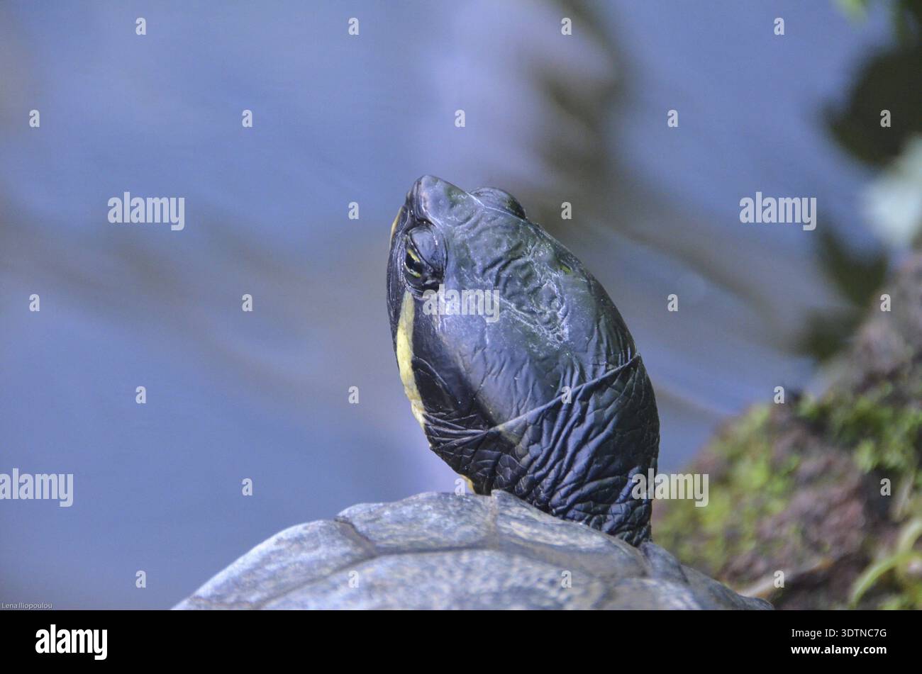 Bony Shell Tortoises belong to the order Testudines or Chelonia, reptiles having ...