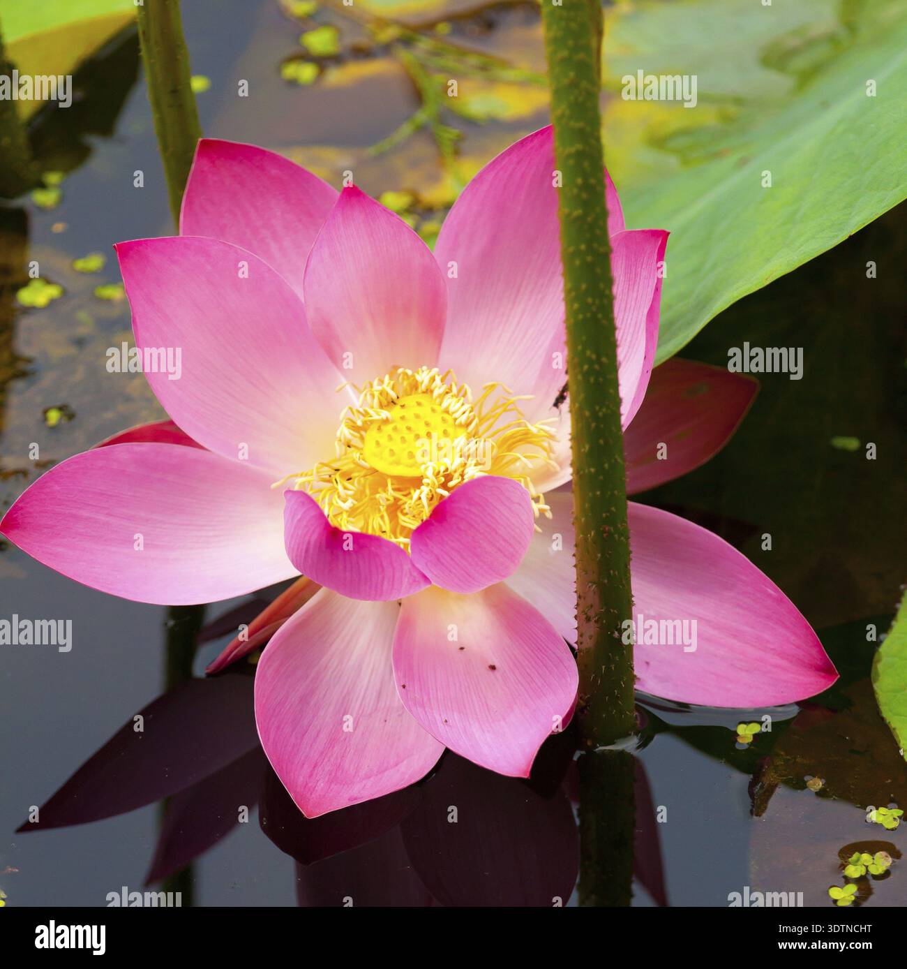 Stylized lotus flower graphic hi-res stock photography and images - Alamy