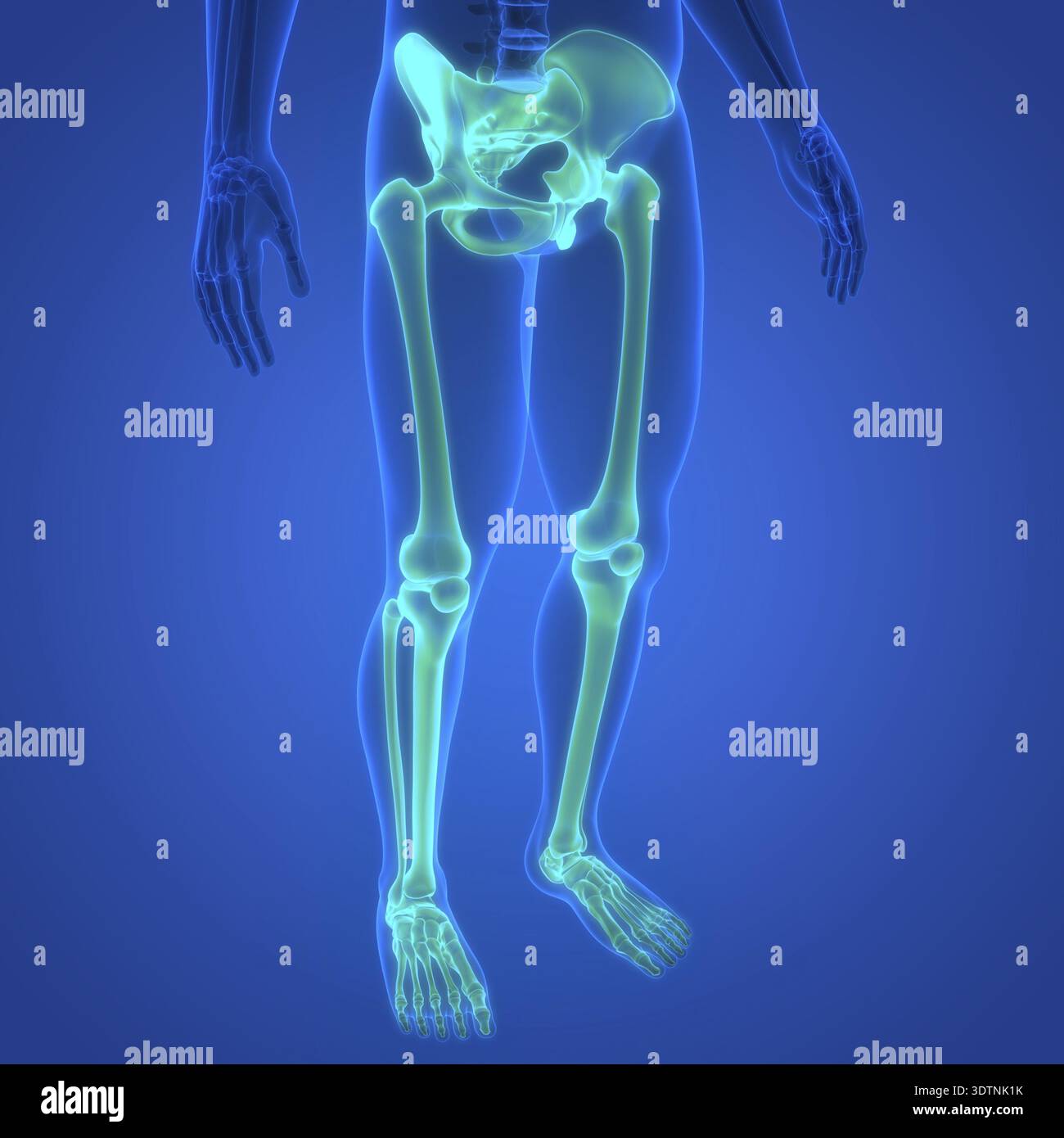 Skeleton Lower Part 3D Illustration Concept of Human Skeleton System Lower Limb Bone Joints ...