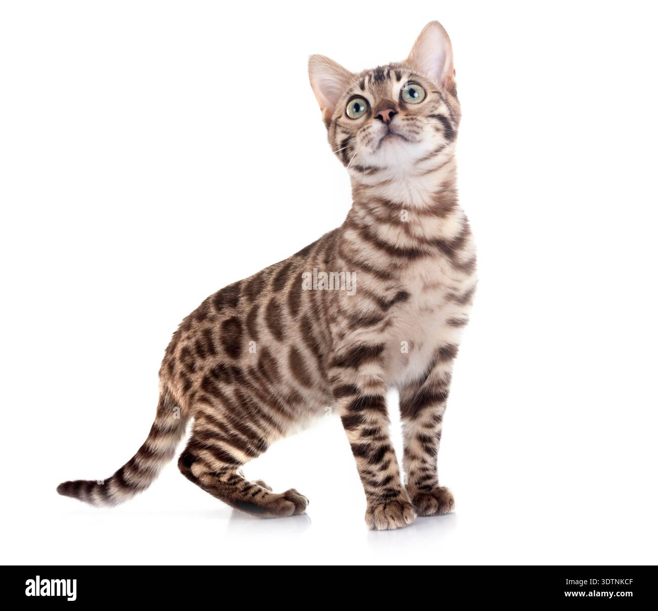 bengal cat in front of white background Stock Photo