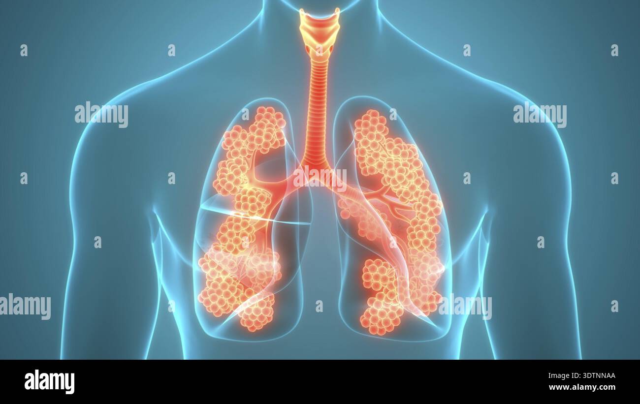 3D Illustration Concept of Human Respiratory System Lungs with Alveoli ...