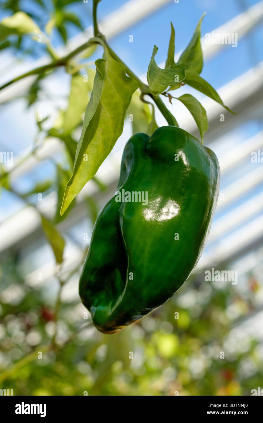 Capsicum annuum Ancho, Chilli Pepper Seed Ancho, Chilli immature green, mild chilli pepper known as a Poblano on the vine Stock Photo