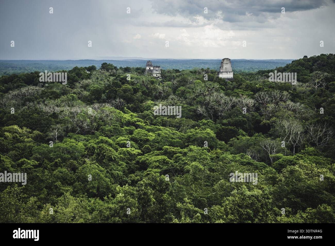 Aerial view on the jungle forest with Maya pyramids reaching out at ...