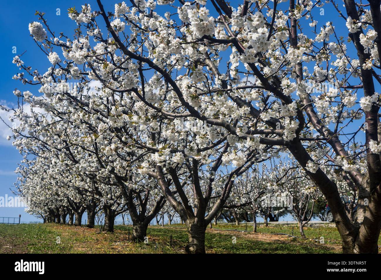 Rachi, Pieria, Greece. Blooming cherry trees in neat orchard rows during springtime, with white blossoms and mountain backdrop. Stock Photo