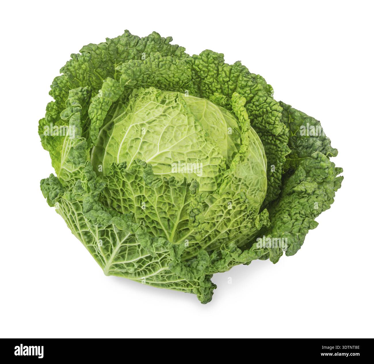 Fresh savoy cabbage isolated on white background Stock Photo