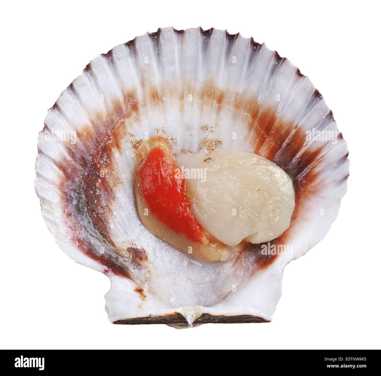 Fresh opened scallop shell isolated on white background Stock Photo