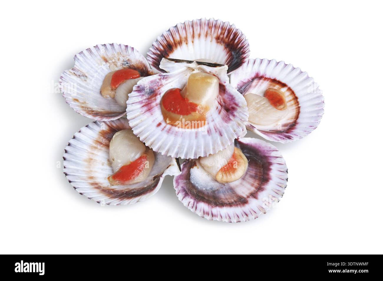 Half a dozen fresh opened scallop shell isolated on white background Stock Photo
