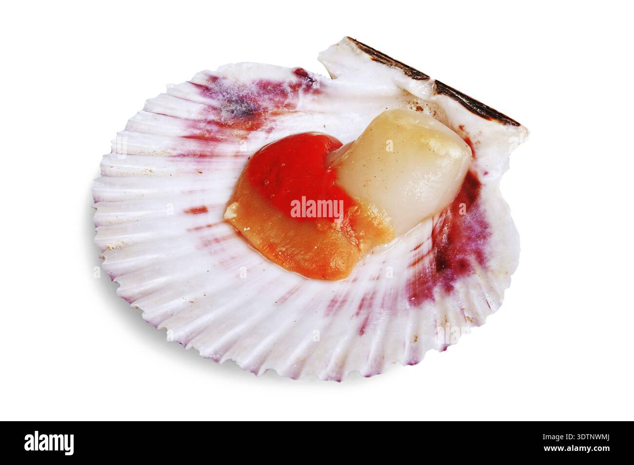 Fresh opened scallop shell isolated on white background Stock Photo