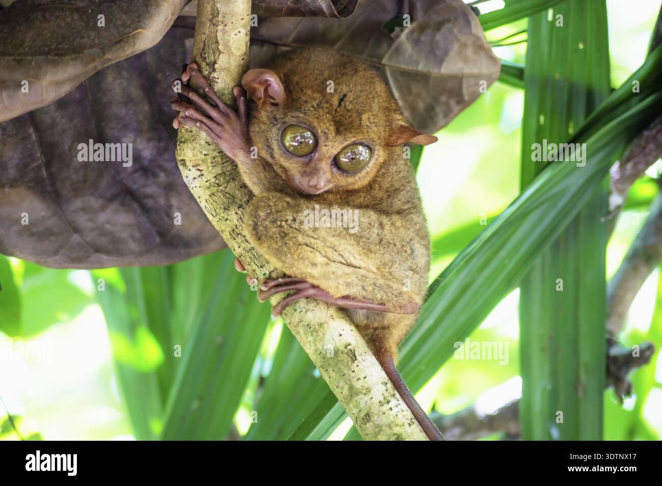 Small Tarsier with big eyes on a branch looking down in Bohol ...