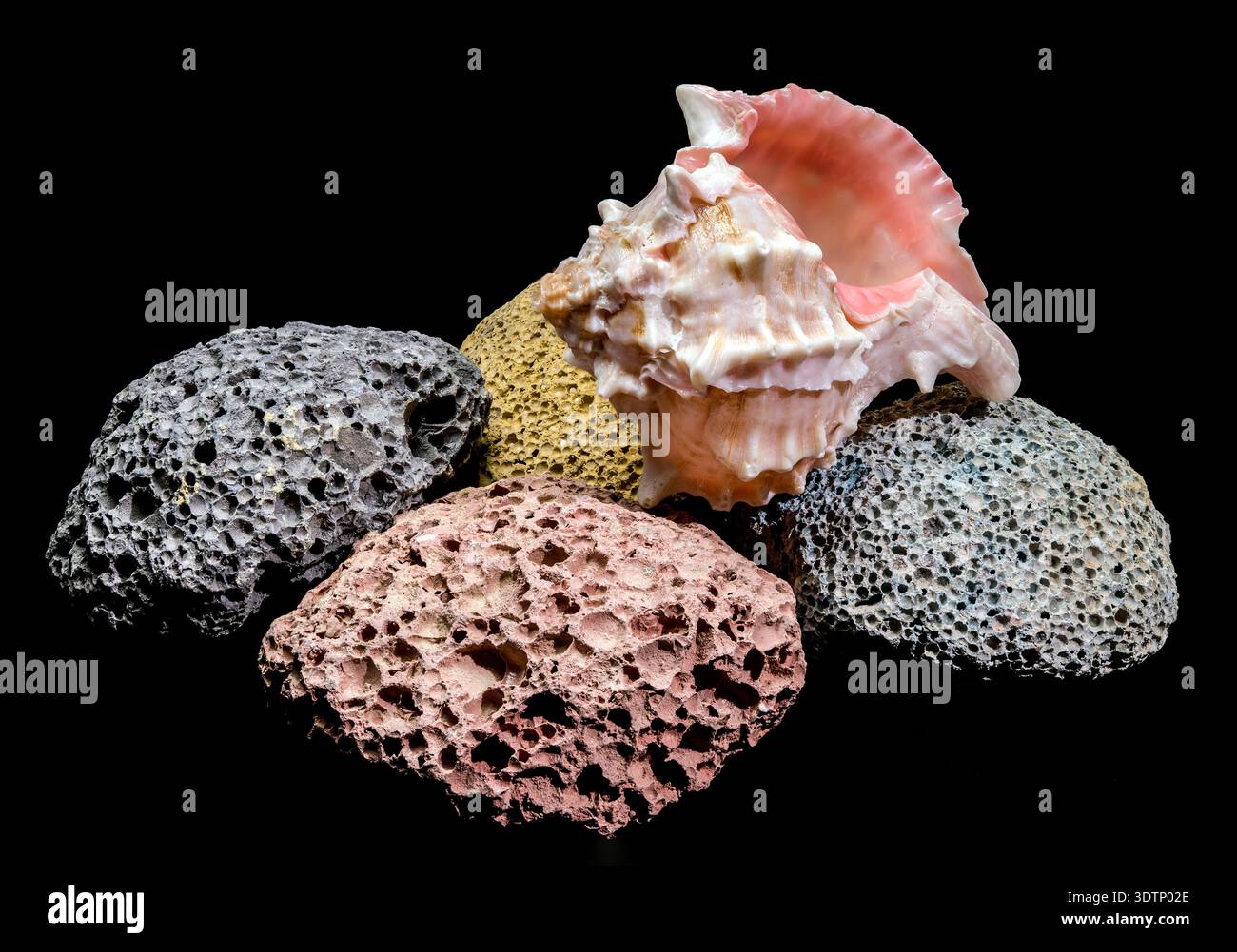A beautiful queen conch shell with soft pink tones is placed on a set ...