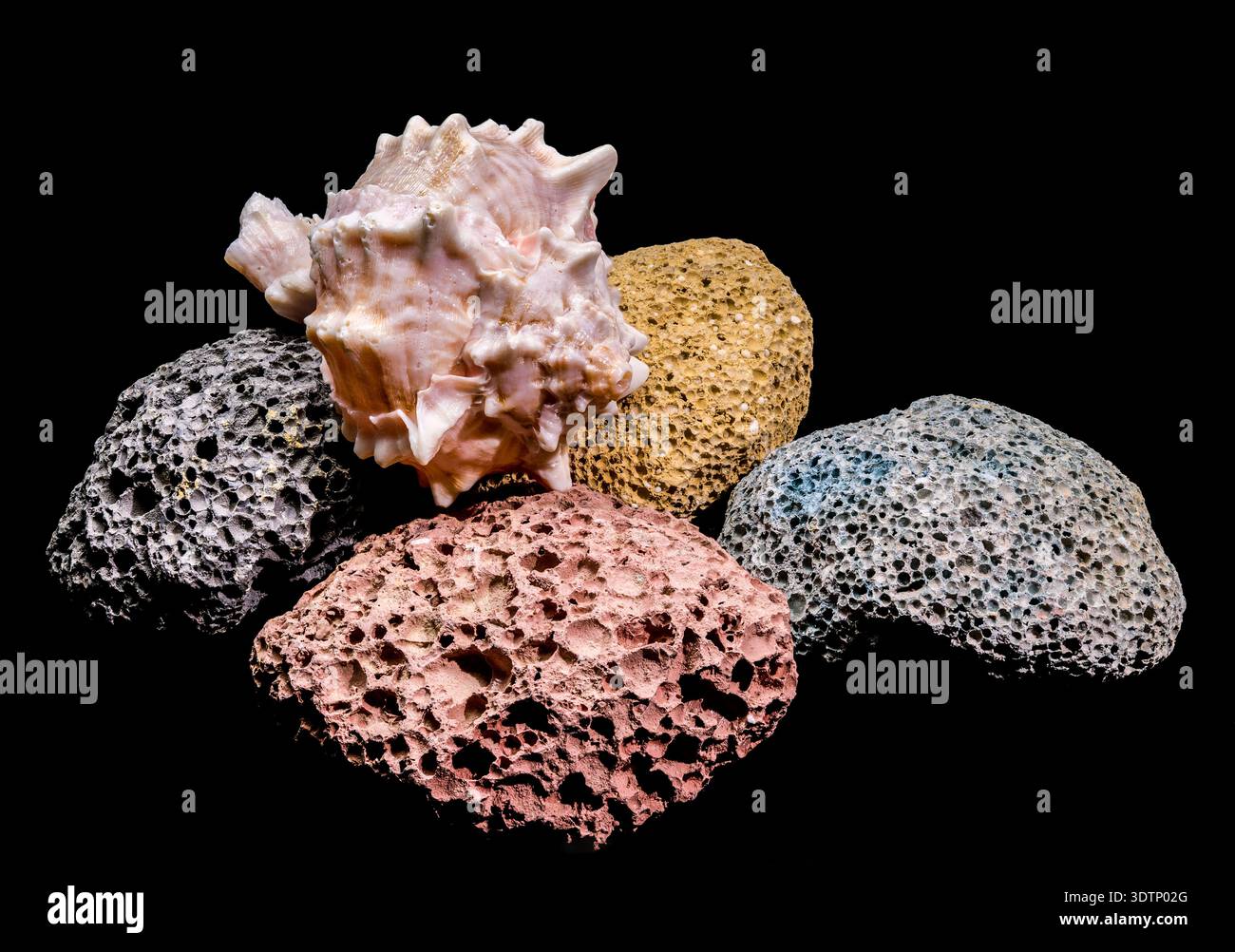 A beautiful queen conch shell with soft pink tones is placed on a set ...