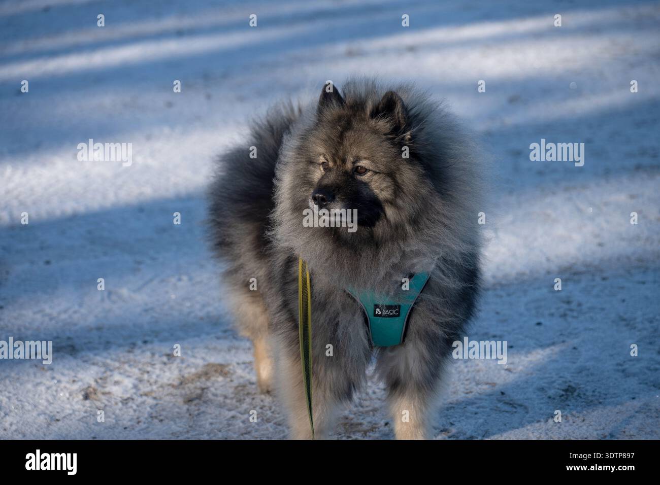 A keeshond love the winter. Stock Photo