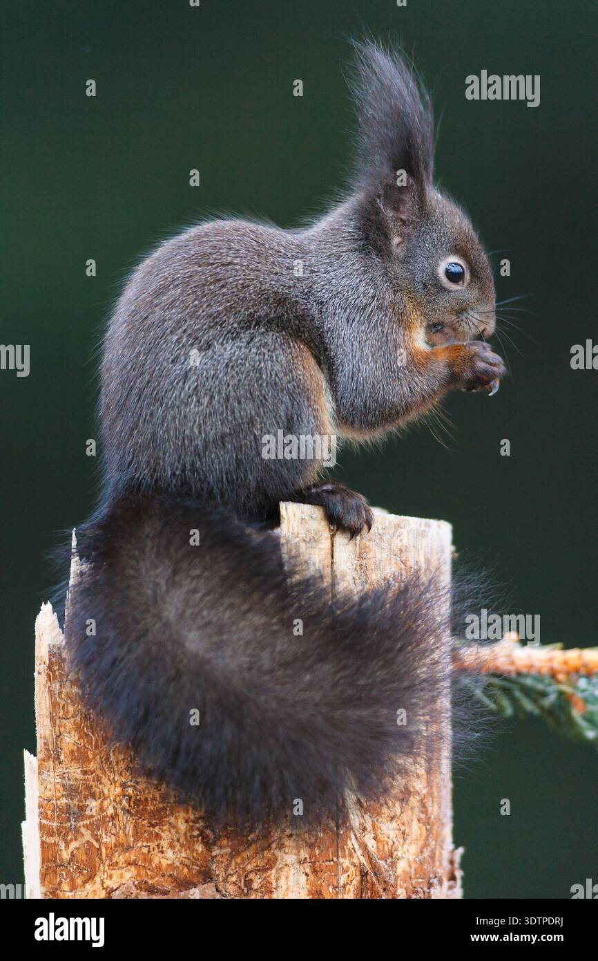 Schwarzes Eichhörnchen Stock Photo