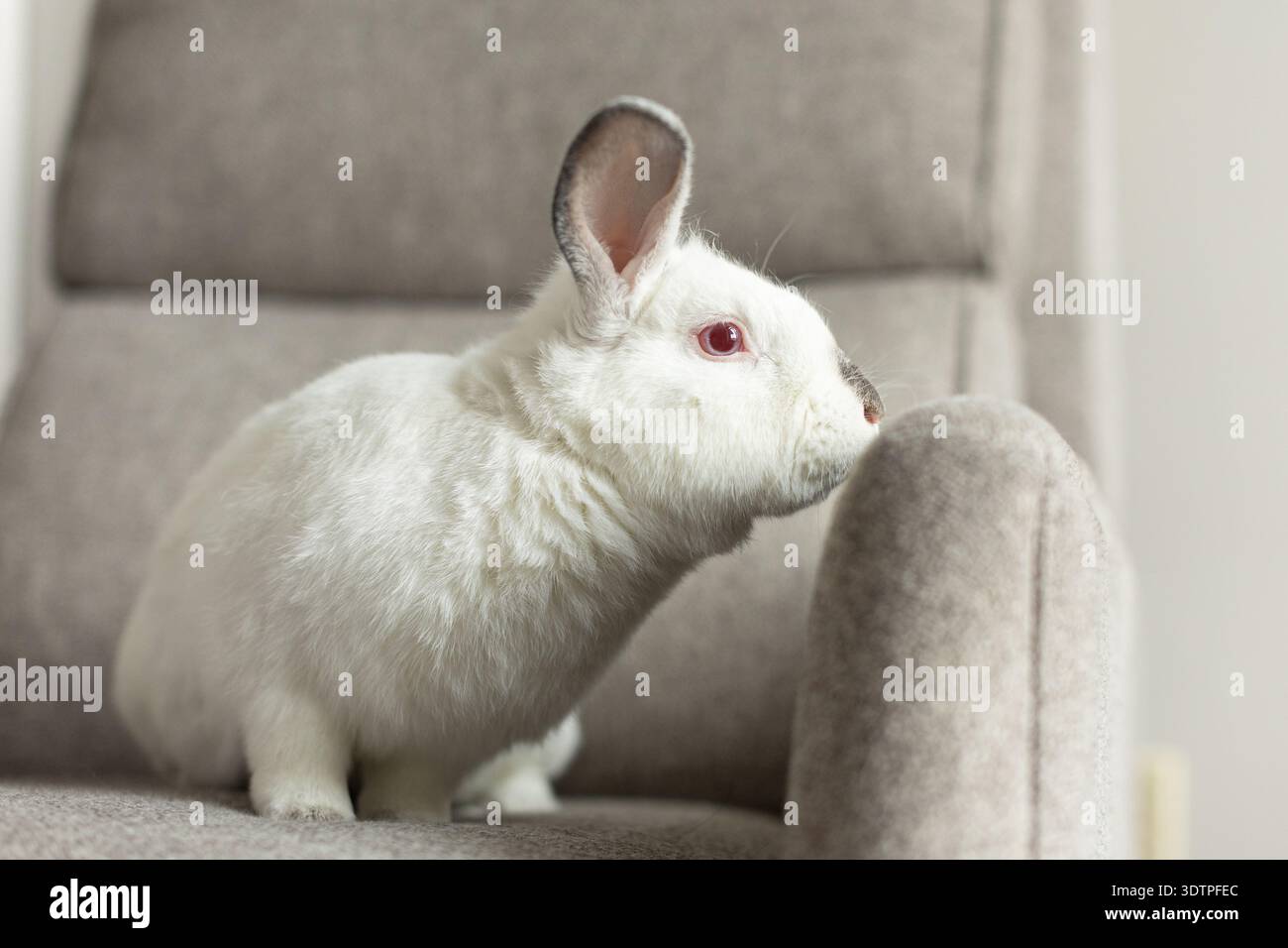 White rabbit with red eyes on a soft gray armchair Stock Photo