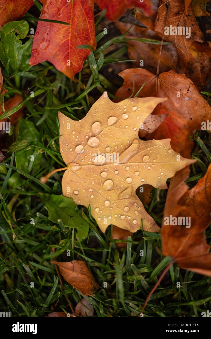 Yellow maple leaf with raindrops on autumn grass Stock Photo