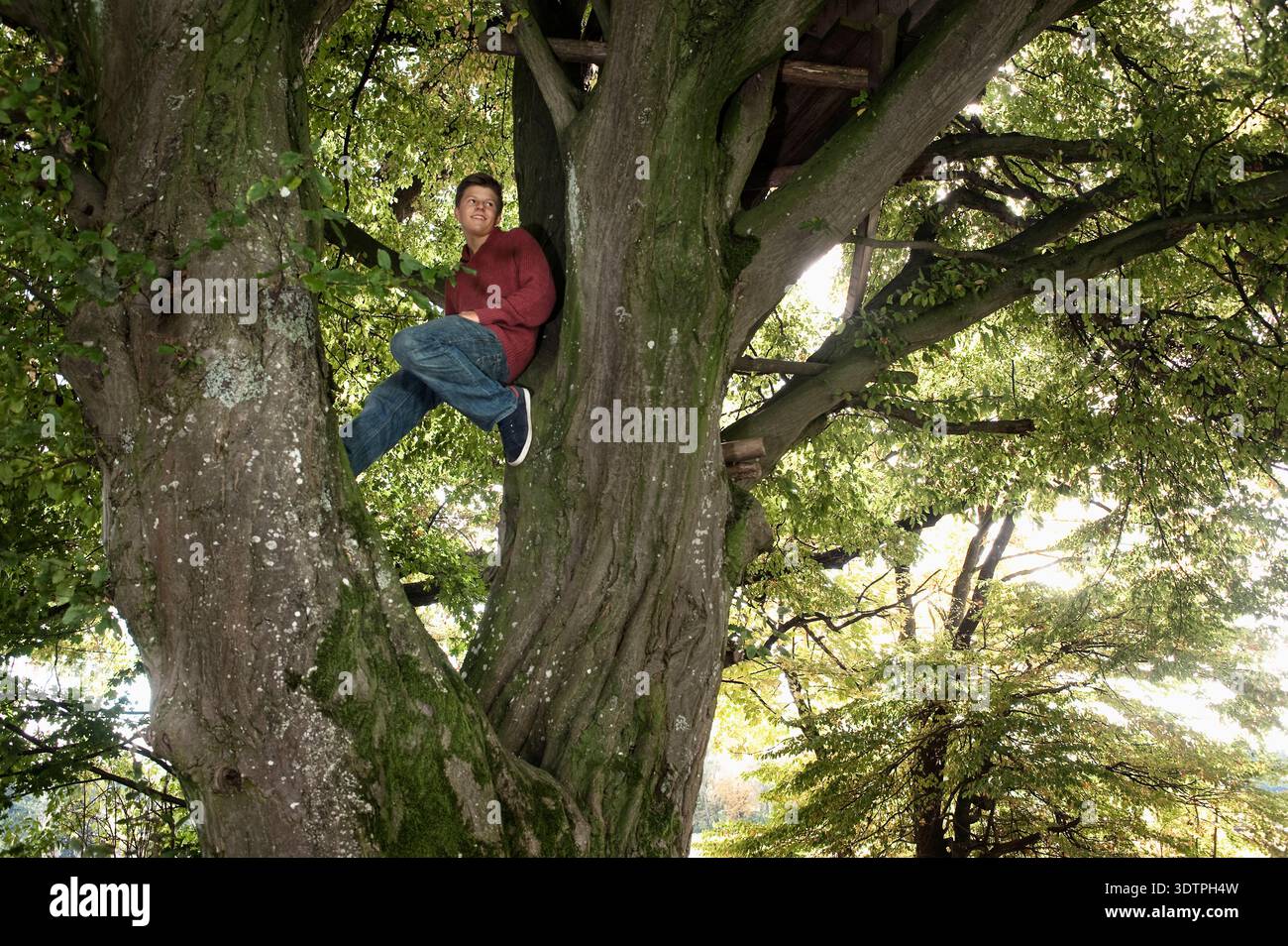 Young man sitting in large tree in autumn forest Stock Photo