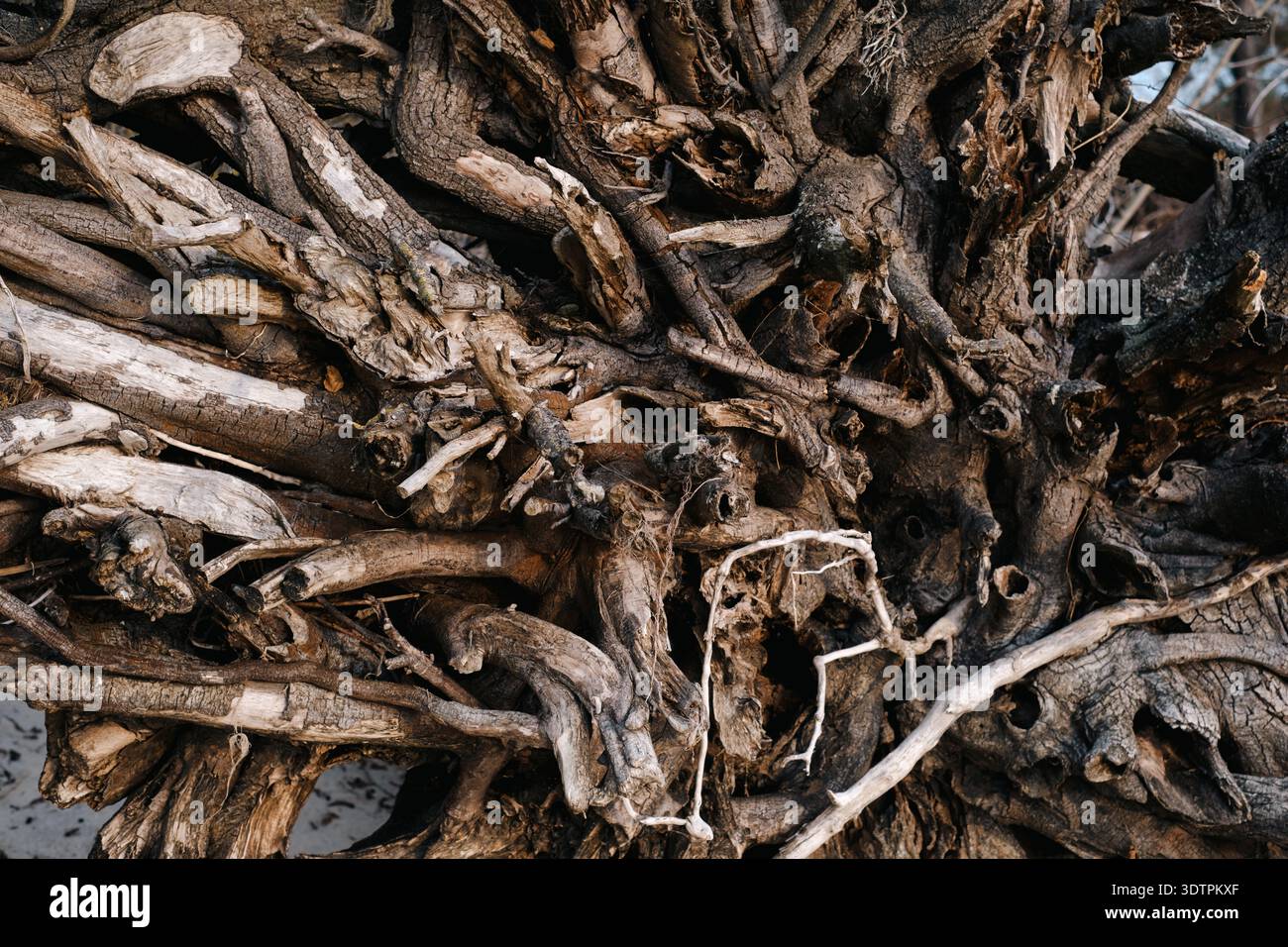 Close up texture of tangled dry tree roots. Detailed background of ...