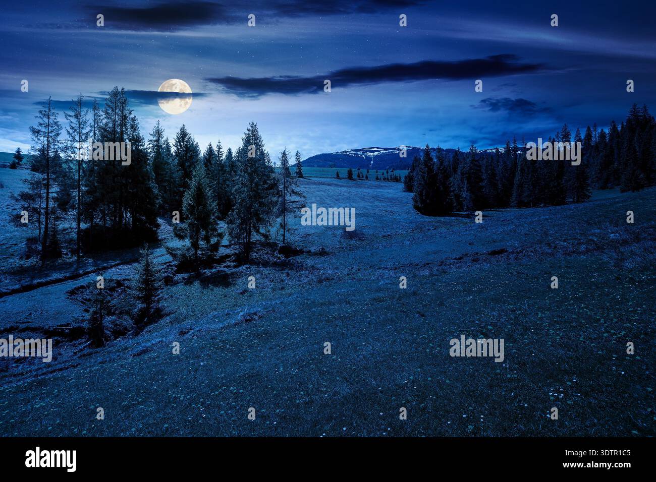 mountain landscape during spring at night. full moon over peaceful countryside scene with coniferous forest near grassy field. mysterious ridge with s Stock Photo