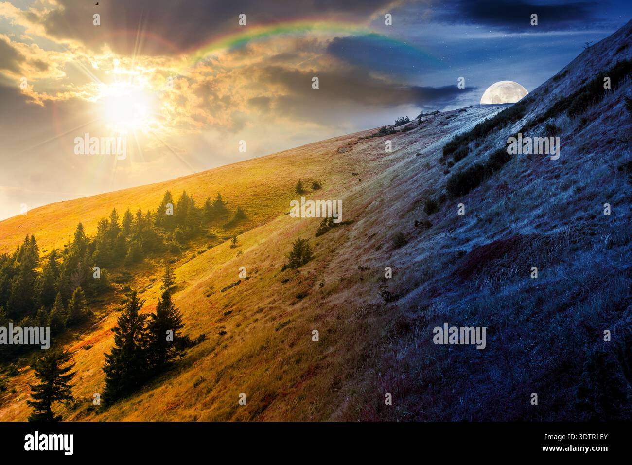 virgin coniferous forest in mountains. day and night time change concept. beautiful spruce trees on a steep slopes on autumn equinox with sun and moon Stock Photo