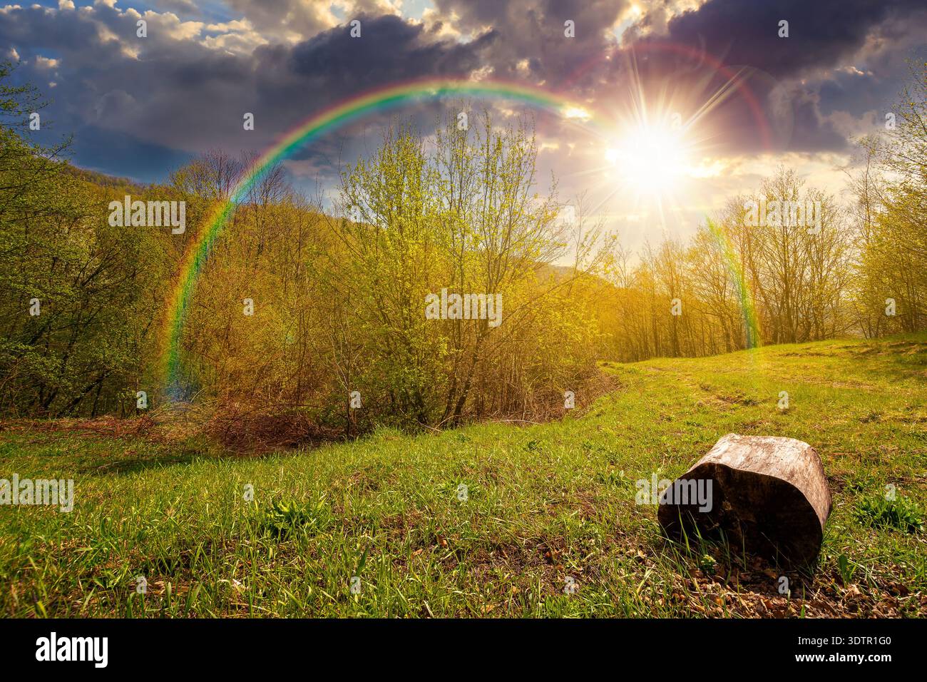 mountain landscape with green grass on a forest glade in spring at sunset. beautiful nature scenery with beech trees under blue sky in evening light. Stock Photo