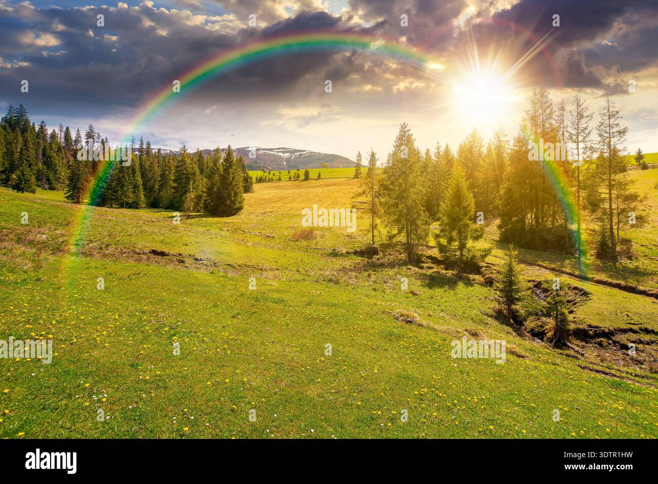 sunset over mountain landscape during spring. peaceful countryside scenery with coniferous forest near grassy field. beautiful ridge with snow capped Stock Photo