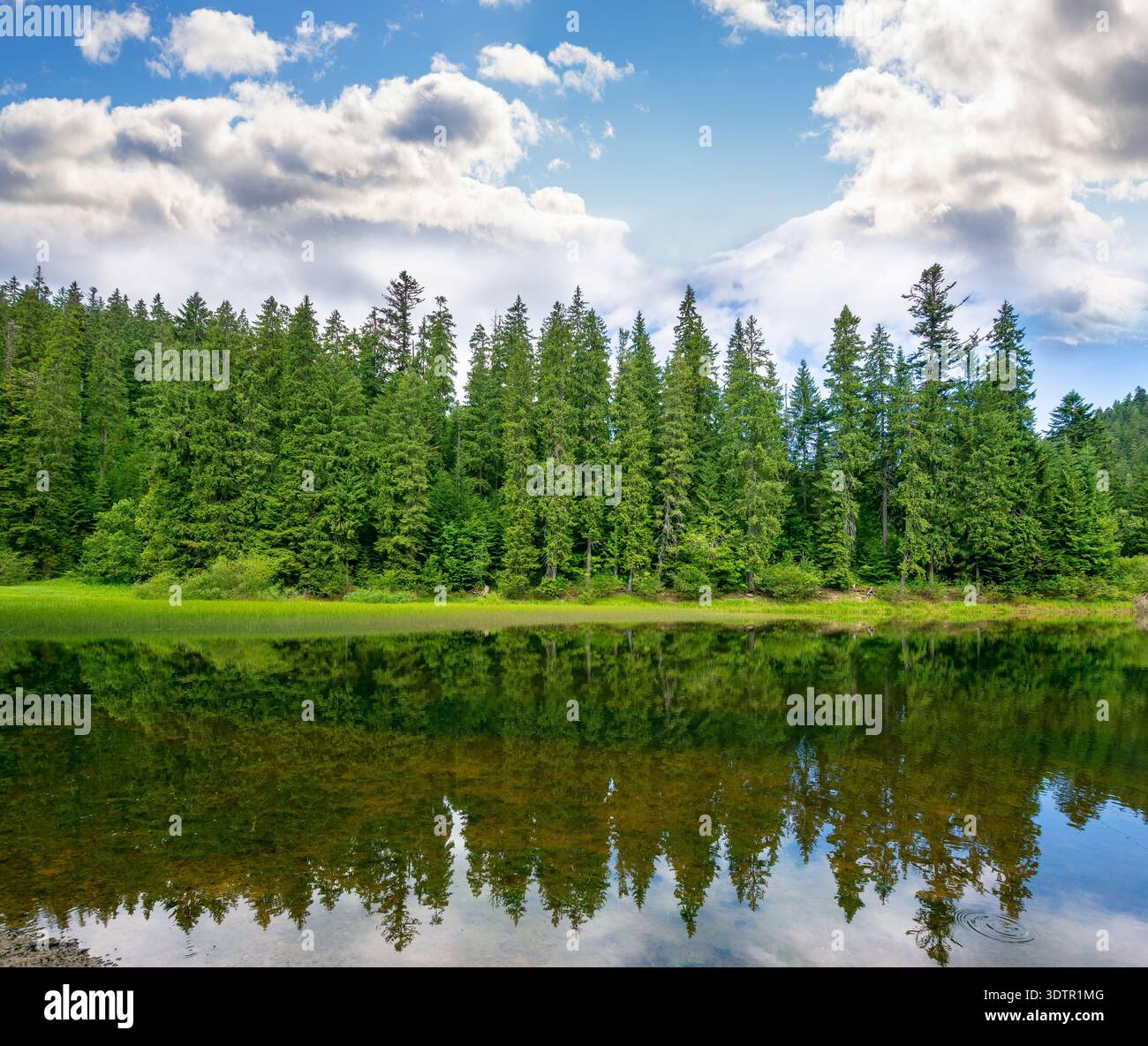 lake in summer mountain landscape. fresh body of water surrounded by coniferous forest. spectacular scenery of synevyr national park on a sunny weathe Stock Photo