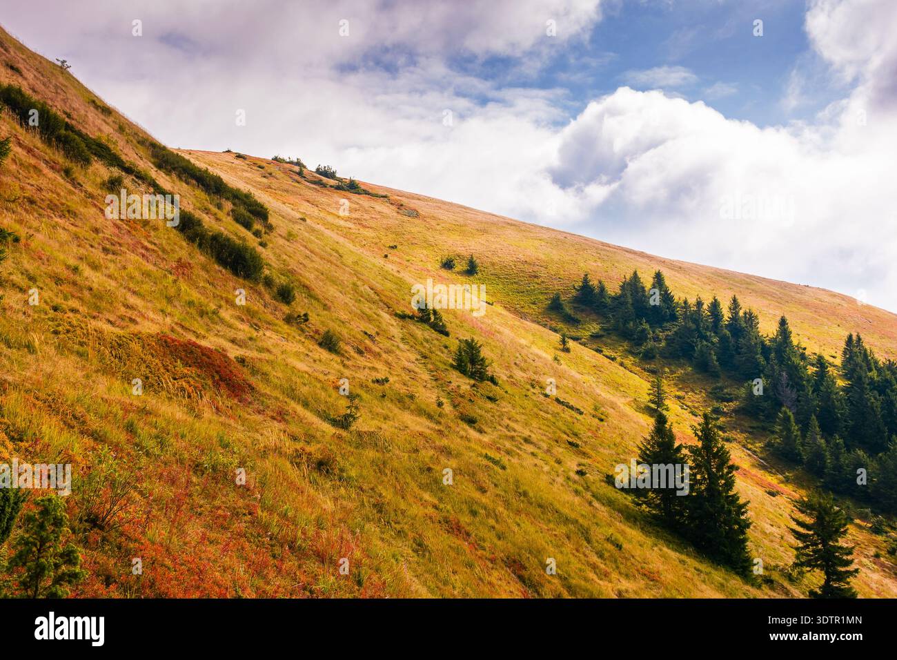 virgin coniferous forest in carpathian mountains of ukraine. beautiful spruce trees on a steep slopes in weathered grass in autumn. synevyr alpine sce Stock Photo