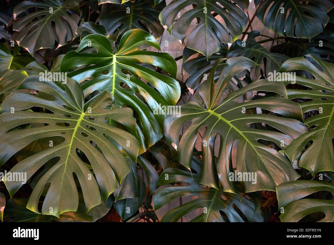 Lush green monstera leaves filling the frame. Tropical botanical ...