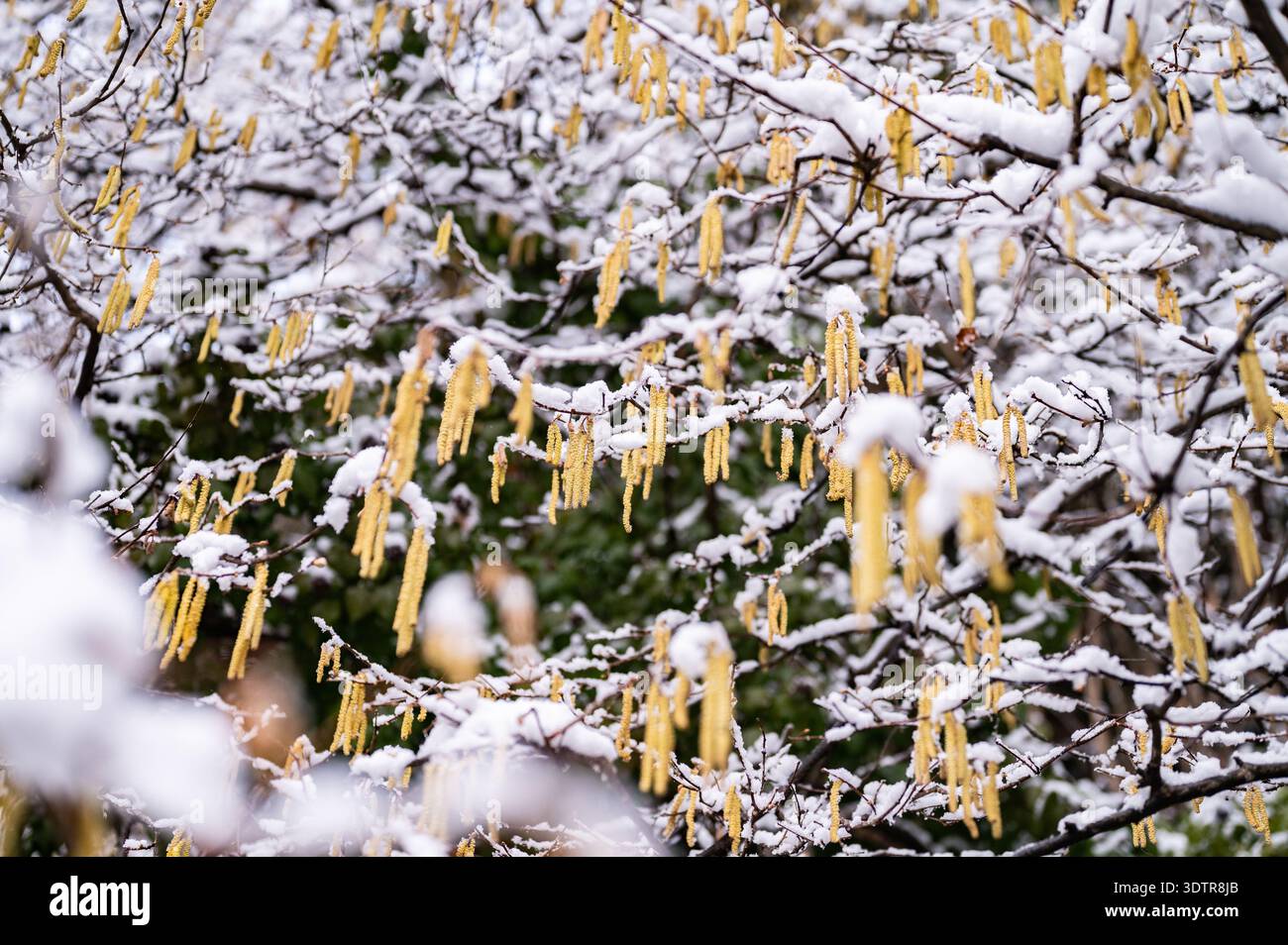 Symbolbild: Neuschnee auf den ersten Blüten und Pollen in Salzburg ...