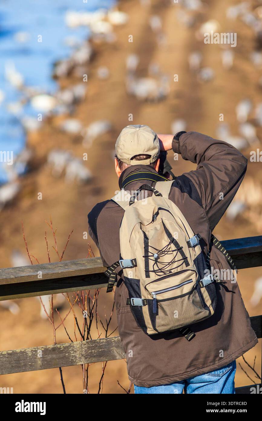 Nature photographer photographing birds in the spring Stock Photo