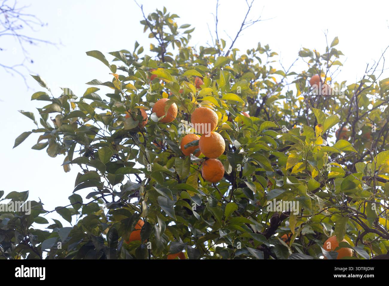 Citrus × aurantium - bitter orange tree. Stock Photo