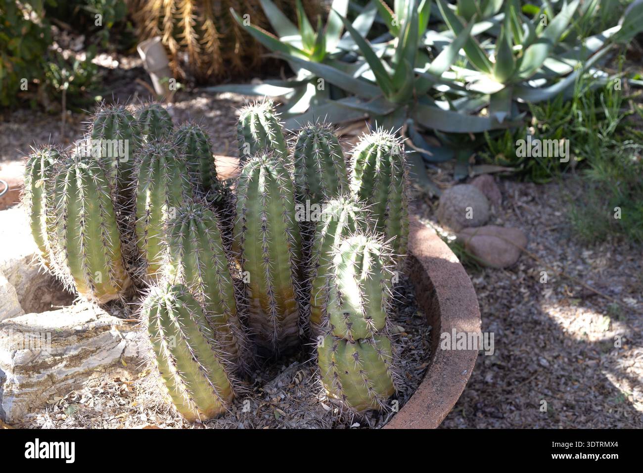 Echinocereus arizonicus hi-res stock photography and images - Alamy