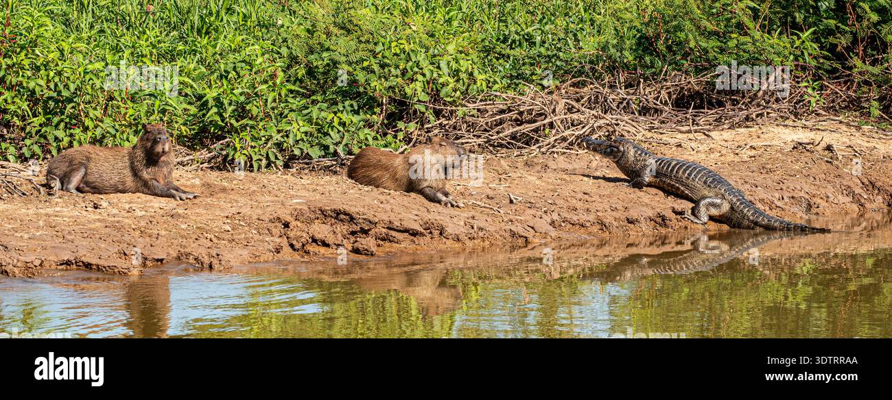 Panorama of Capybara laying down on a riverbank with a Caiman ...