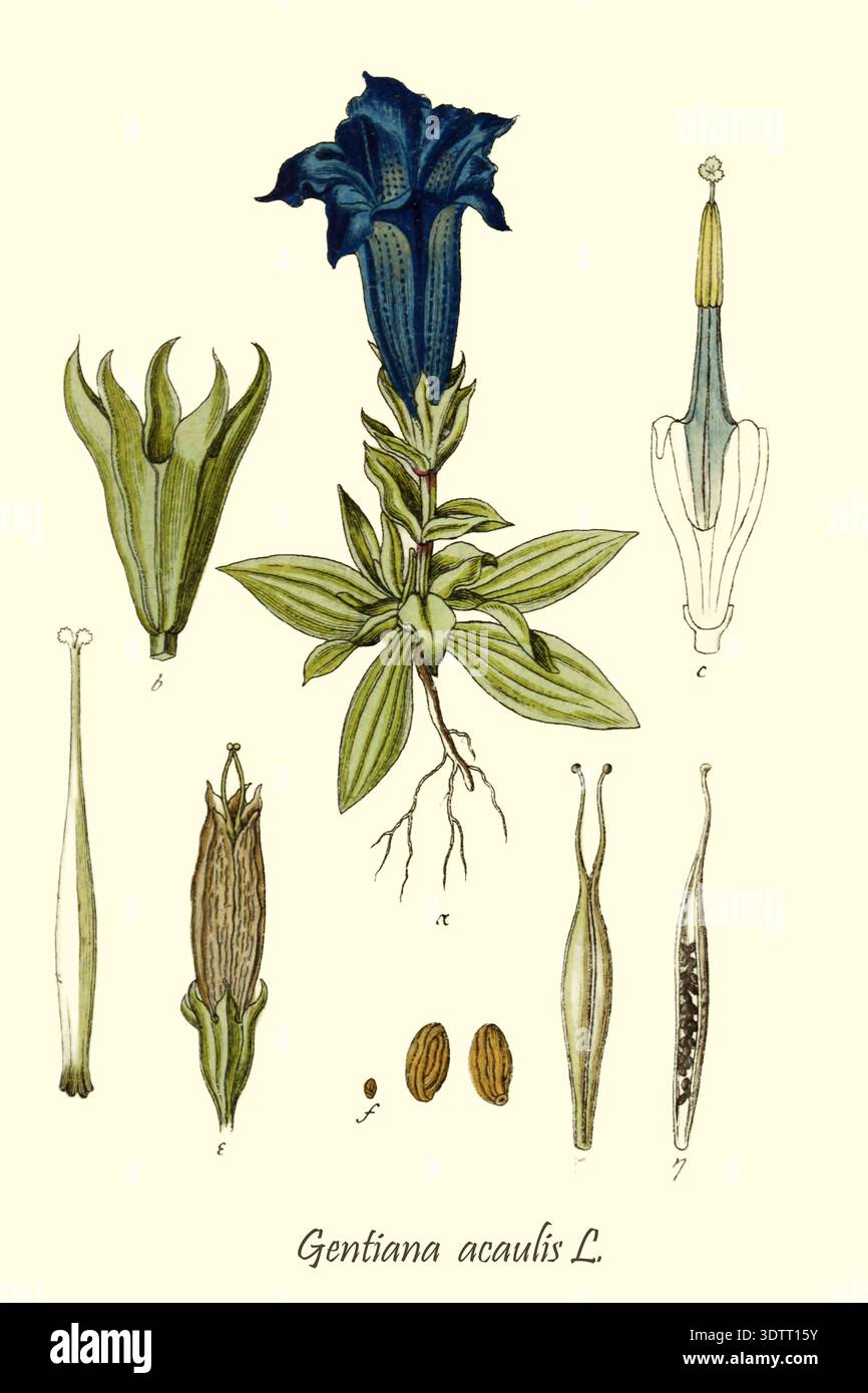 Undeveloped Roots Gentiana acaulis scientific botanical illustration presenting the stem ...
