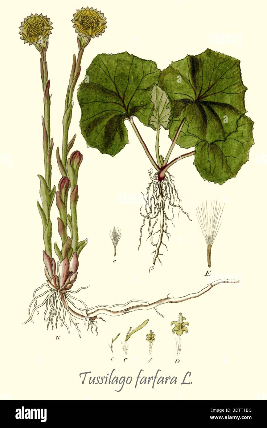 Scientific botanical illustration of coltsfoot - Tussilago farfara ...