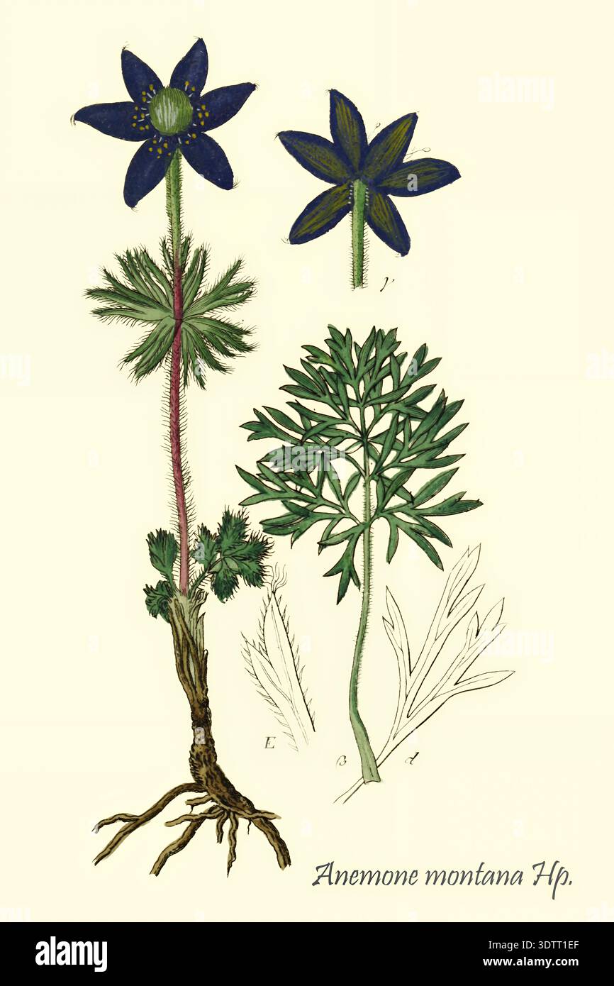 Anemone montana scientific botanical illustration presenting detailed plant morphology including roots, stem, leaves, and dark blue flowers against a light background for educational purposes From Deutschlands flora in abbildungen nach der natur by Jacob Sturm 1771-1848  published 18th century, 1798 Stock Photo