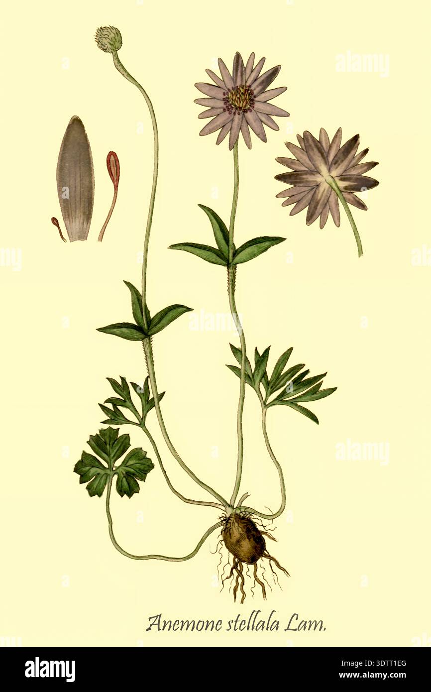 Various floral anatomy components hi-res stock photography and images ...