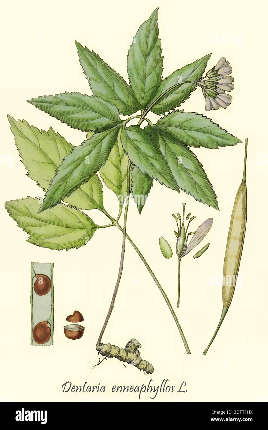 Toothwort Root Botanical illustration depicting Dentaria enneaphyllos, also known as ...