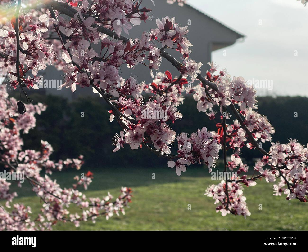 Beautiful spring blossom of a cherry or plum tree in Maroneia, Rhodope, Greece. Close-up of pink flowers on branches with soft sunset light, peaceful - Smartphone Captured Stock Image