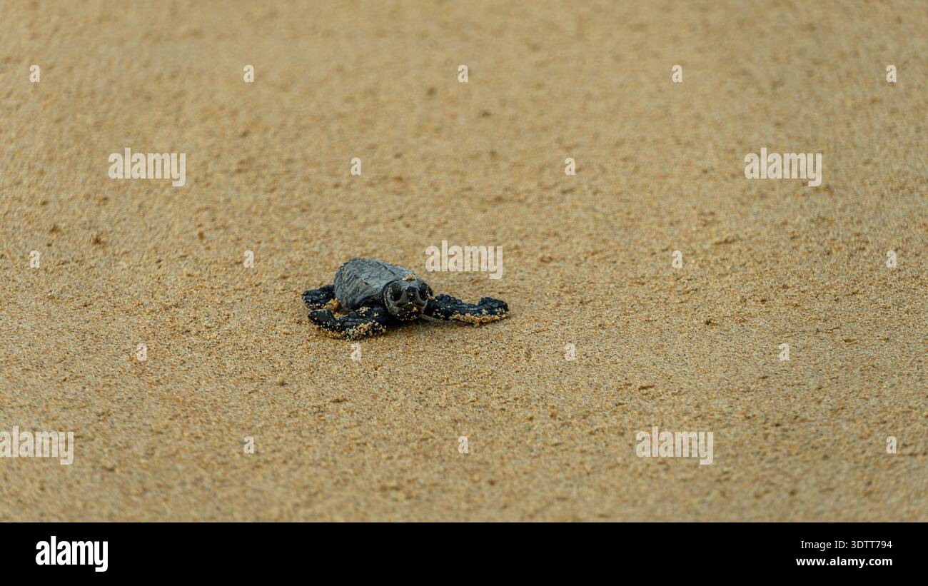 Small Baby Sea turtles that just hatched are making their way into sea ...
