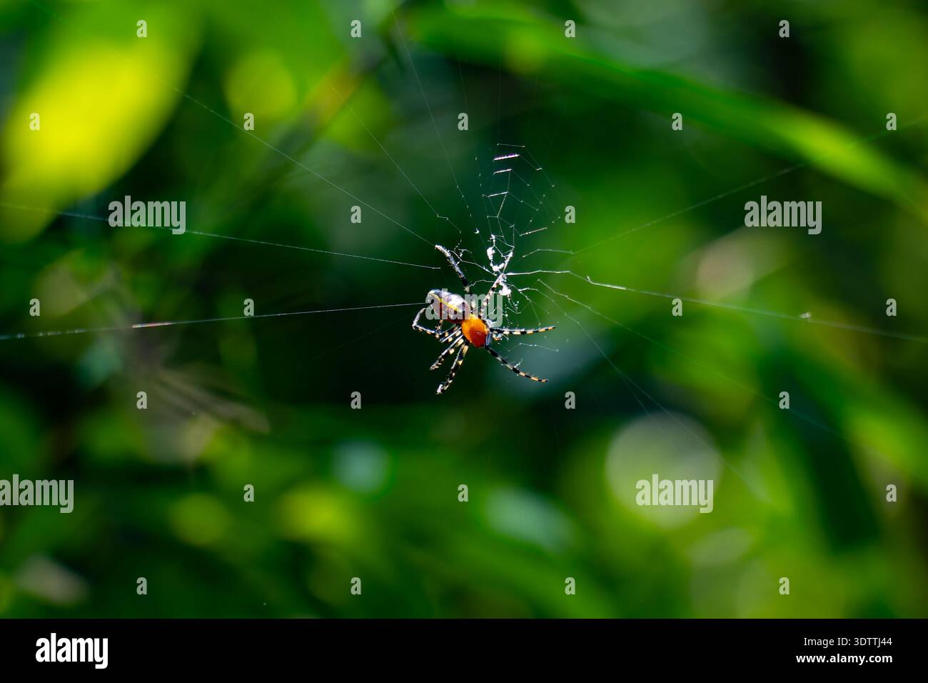 Alpaida grayi spider in its orb web. Vibrant orange and yellow orb-weaver in the Argentine rainforest. Macro wildlife photography. Stock Photo
