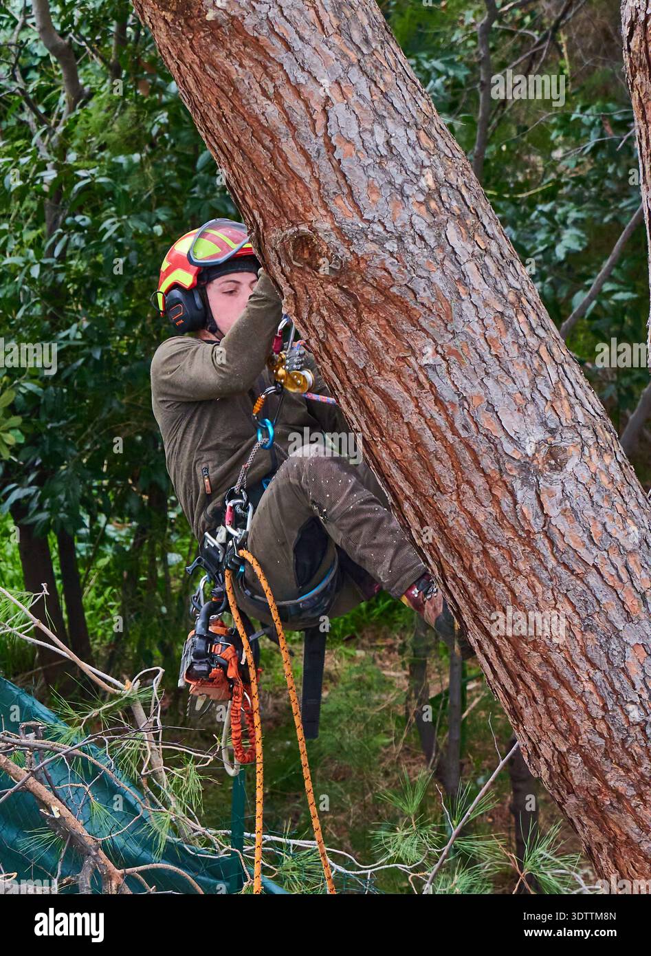 Arborist Tree Climber Wearing Safety Helmet and Harness Using Chainsaw ...