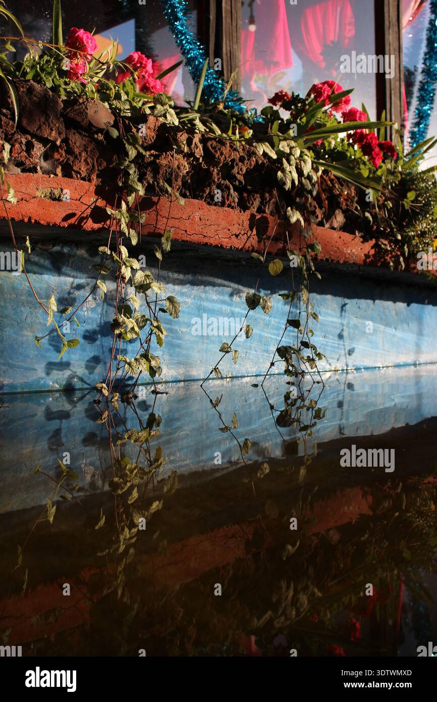 Planta de agua hi-res stock photography and images - Alamy