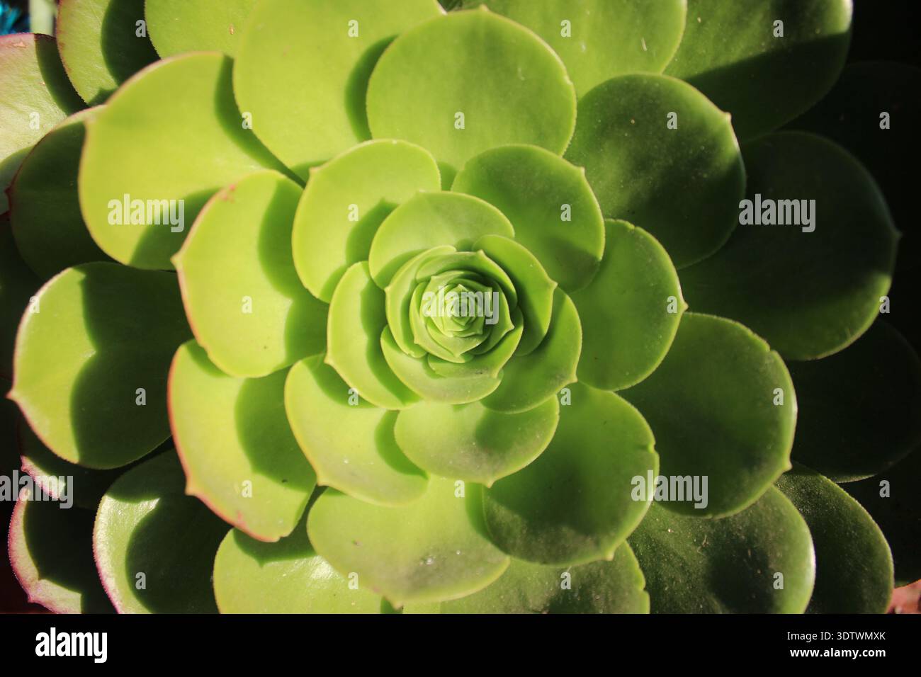 Sombra de la planta hi-res stock photography and images - Alamy