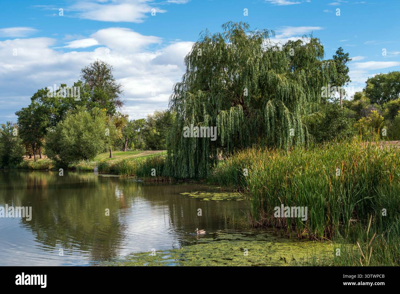 Large willow tree hi-res stock photography and images - Alamy