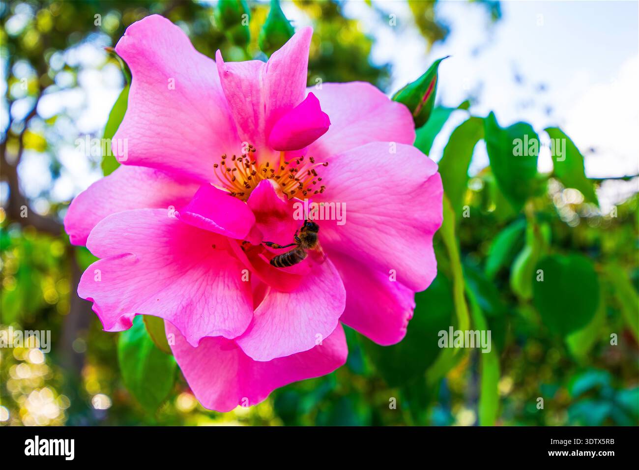 Amy johnson rose hi-res stock photography and images - Alamy