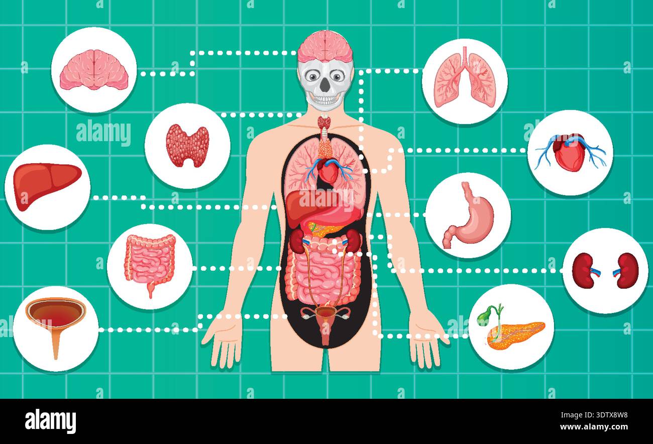 Colorful flat vector diagram of human internal organs with labeled ...