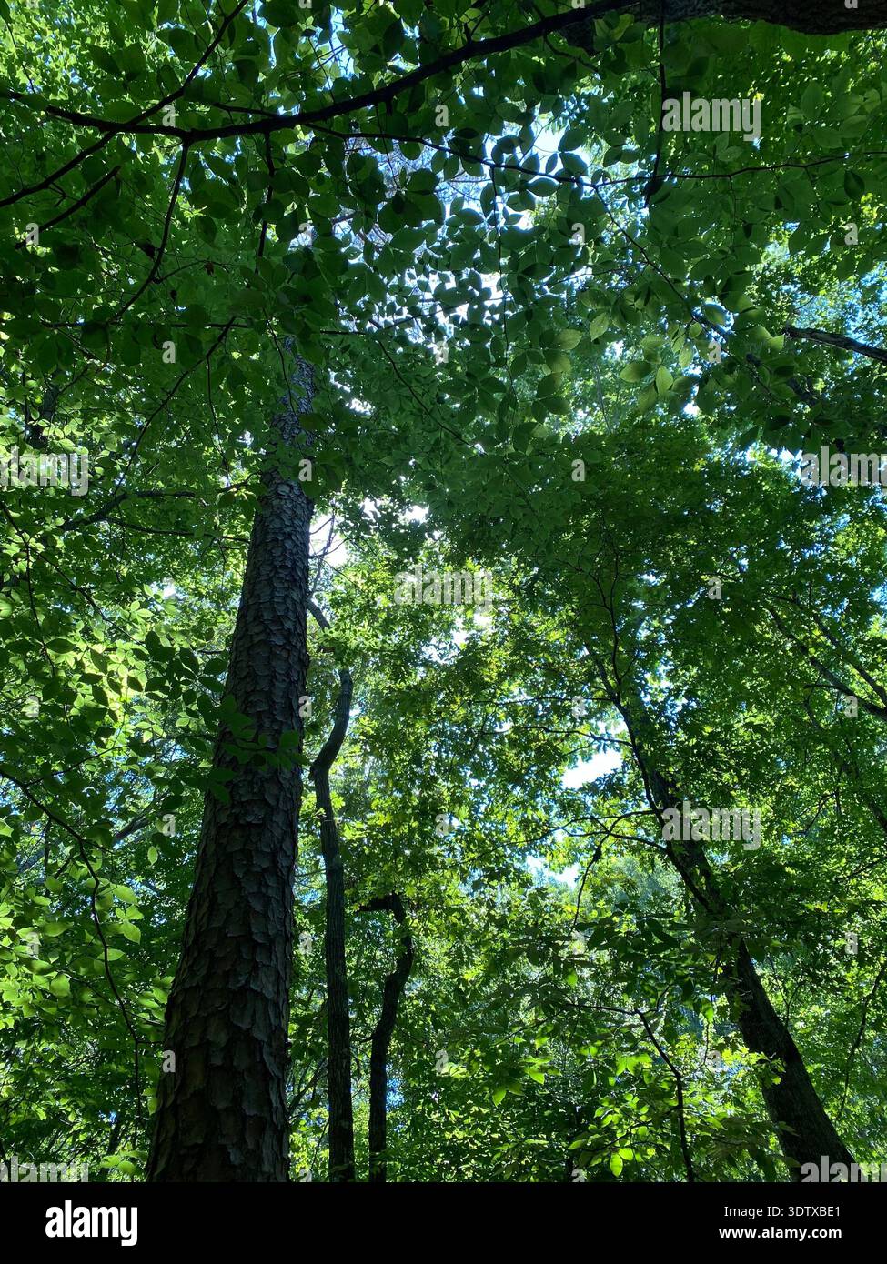 Looking through a thick beautiful canopy of bright green leaves in North Georgia during spring. - Smartphone Captured Stock Image