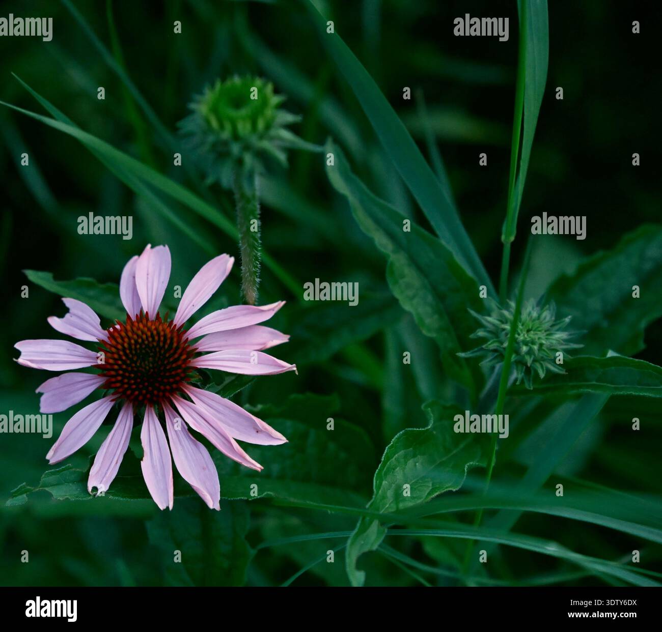 Loss of biodiversity hi-res stock photography and images - Alamy